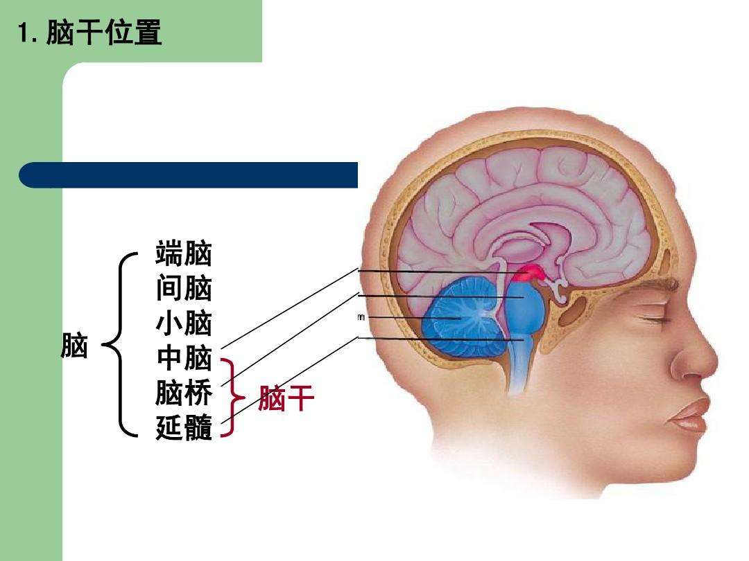 脑梗位置和康复预后调研 - 图5