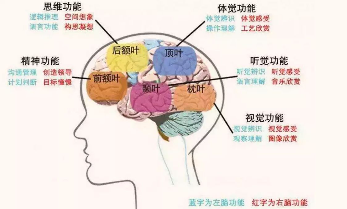 脑核磁共振解析 - 图15