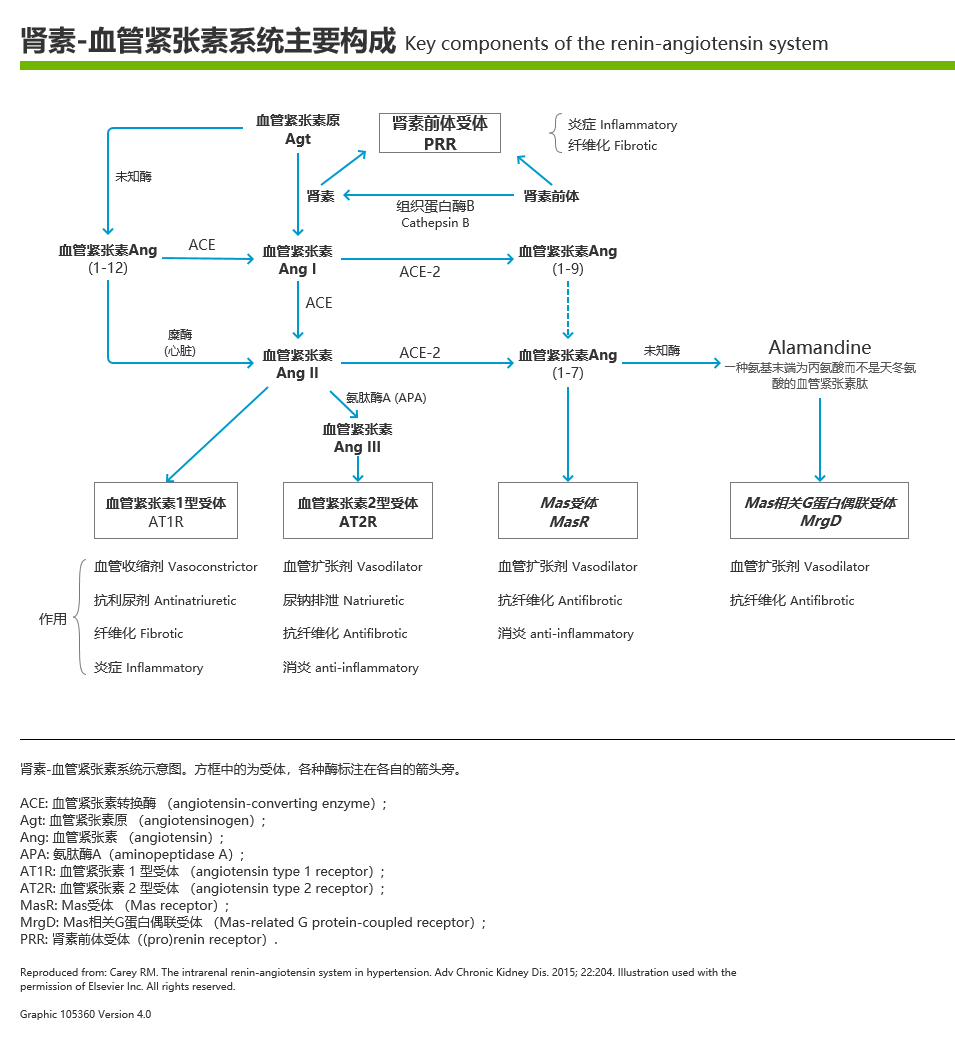 肾素-血管紧张素系统主要构成.png