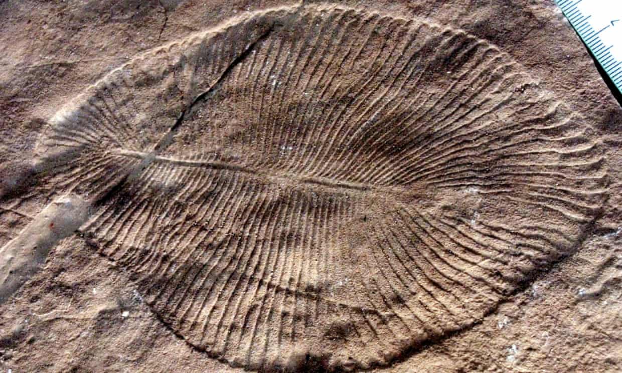 最古老的动物化石 - 图1