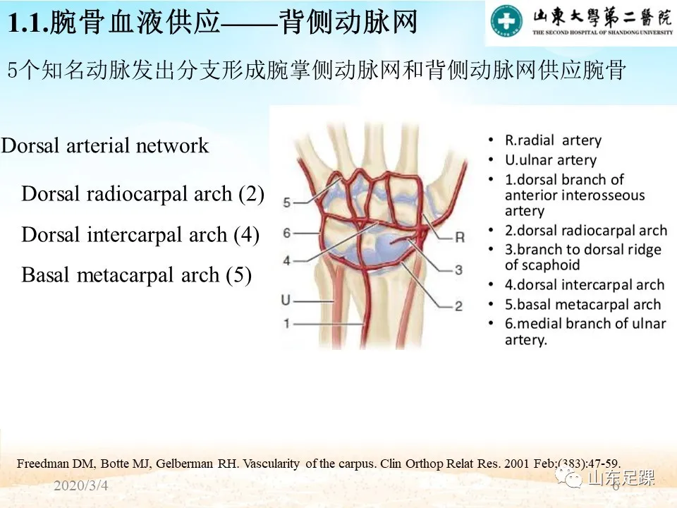 Kienböck’s disease研究进展 - 图8