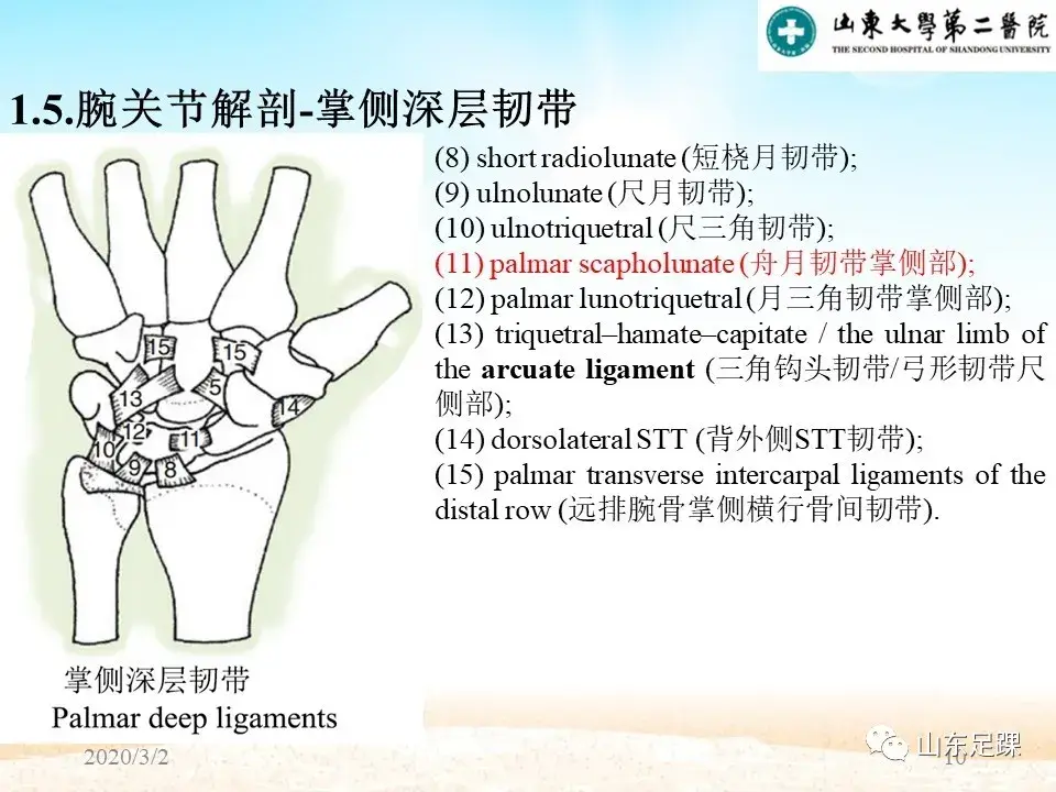 部分腕骨融合VS近排腕骨切除如何选择 - 图10
