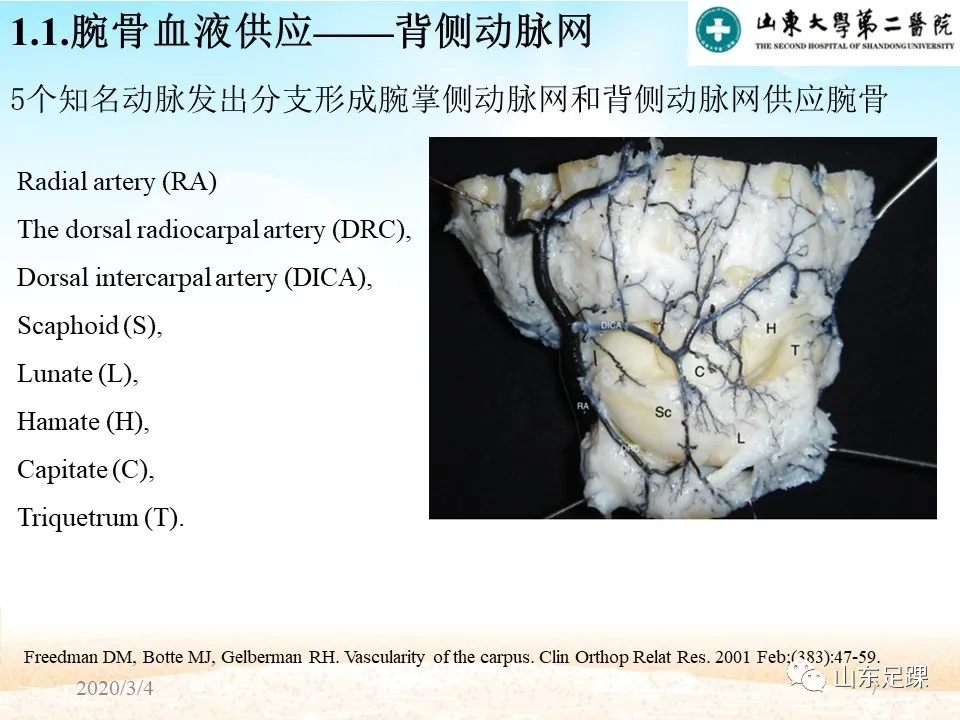 Kienböck’s disease研究进展 - 图9