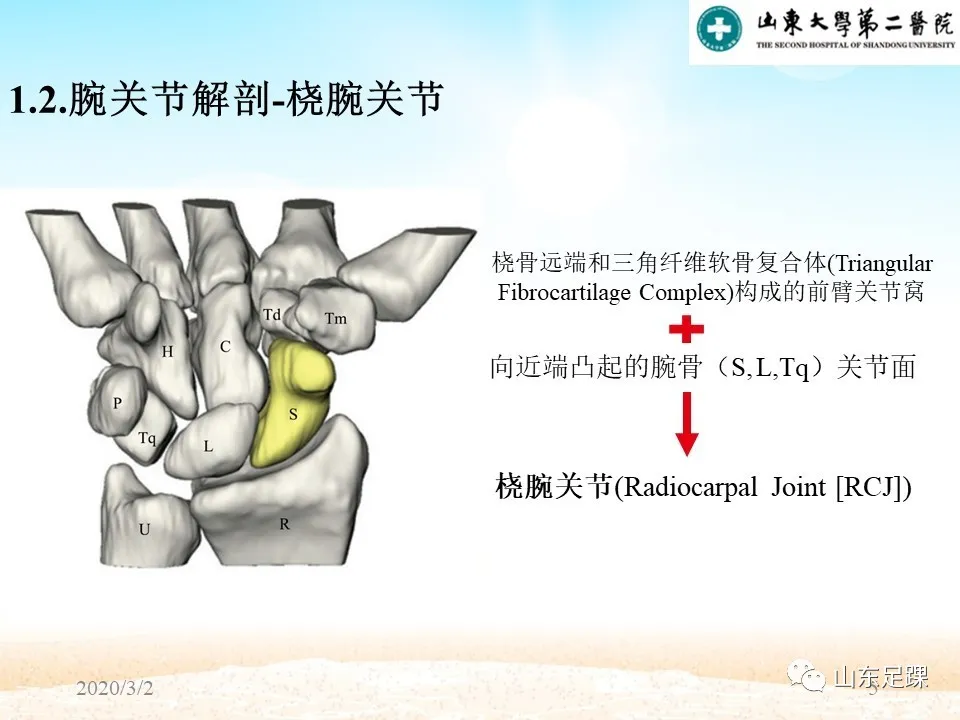 部分腕骨融合VS近排腕骨切除如何选择 - 图5