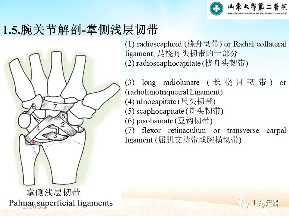 部分腕骨融合VS近排腕骨切除如何选择 - 图9