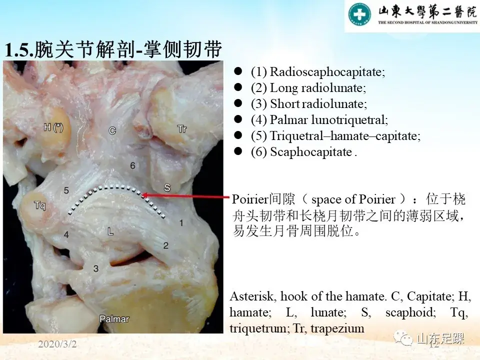 部分腕骨融合VS近排腕骨切除如何选择 - 图12