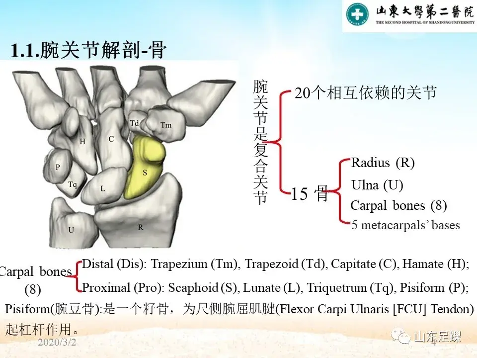 部分腕骨融合VS近排腕骨切除如何选择 - 图4
