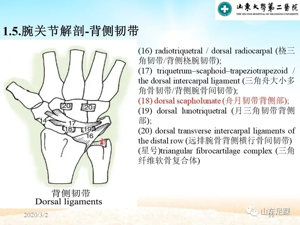 部分腕骨融合VS近排腕骨切除如何选择 - 图11