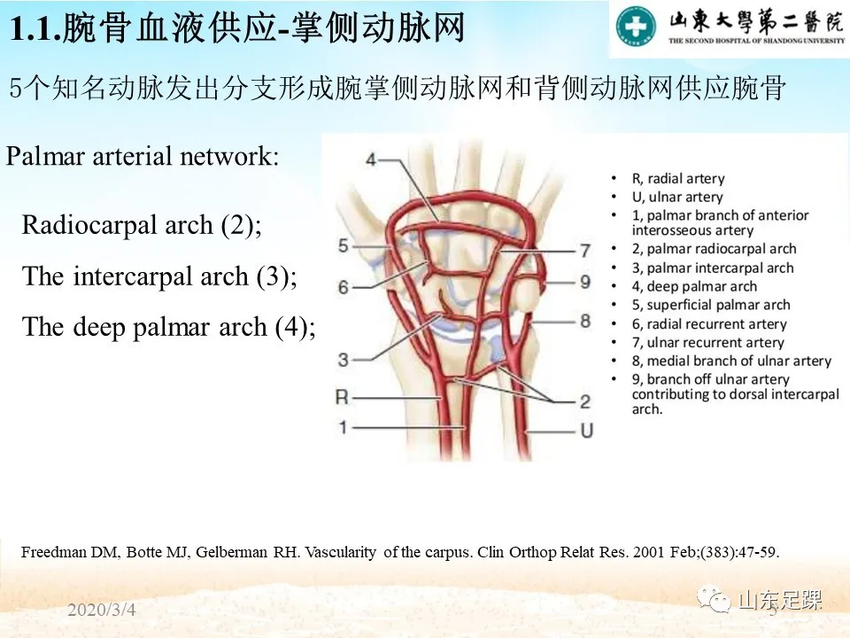 Kienböck’s disease研究进展 - 图7