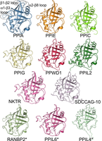 Finding a Protein Motif - 图1