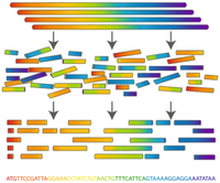 Genome Assembly as Shortest Superstring - 图1