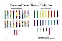 Enumerating Gene Orders - 图1