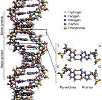 Complementing a Strand of DNA - 图2