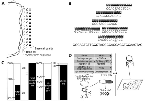 Figure1 Summary of technical validity and clinical utility assessment for cancer NGS. (A) NGS basecalling, wherein a DNA sequence and corresponding confidence score is generated from a nuclear genomic DNA template. (B) The next step, which compares all available data to the reference and each other. Variant calling is then performed (underlined bases in panel B), comparing base calls across many reads; many false positive variant calls (x'ed out bases) can be filtered, while true positives (circled bases) should generate a strong signal. (C) Multiple quality metrics are generated during variant calling, which can be compared to cutoffs established during assay validation (dashed lines). (D) Detailed review of available databases and literature (left side) and comparison to clinical history and tumor pathology (right side) to assess clinical utility. VAF, variant allele frequency; QUAL, variant call quality; COSMIC, Catalogue of Somatic Mutations in Cancer; TKIs, tyrosine kinase inhibitor therapies.