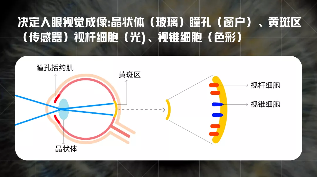 vivo｜适老化——人眼的光与色 - 图4