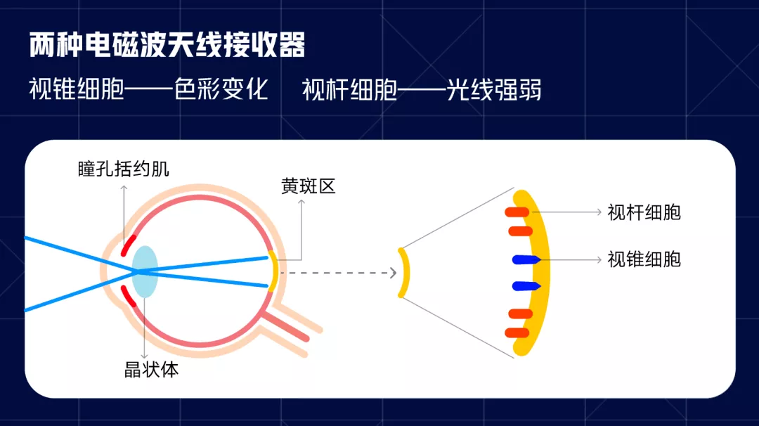 vivo｜适老化——人眼的光与色 - 图13