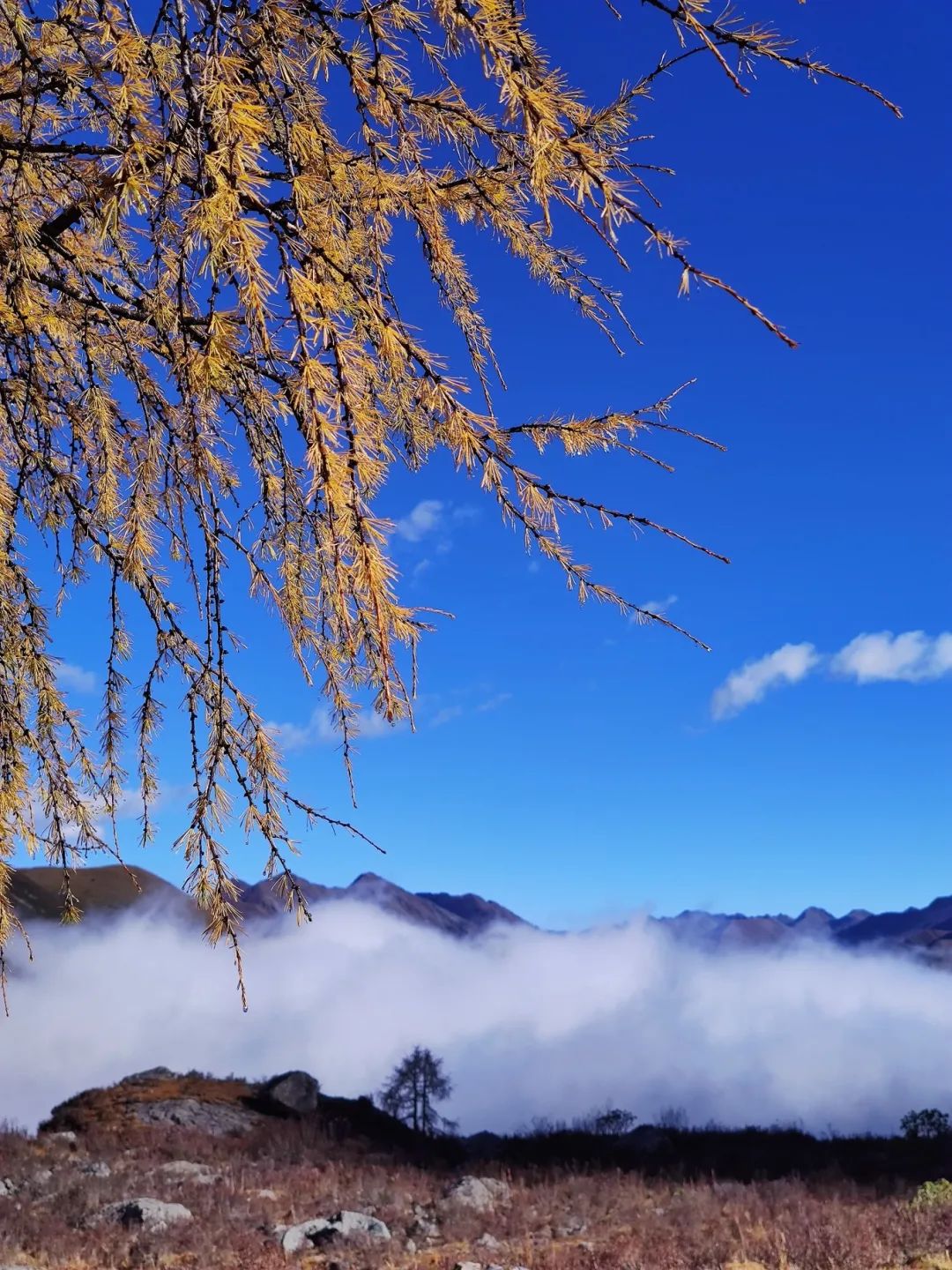 *攀登美女神山夏羌拉，它是川西最美最小众的5000米级雪山 - 图59