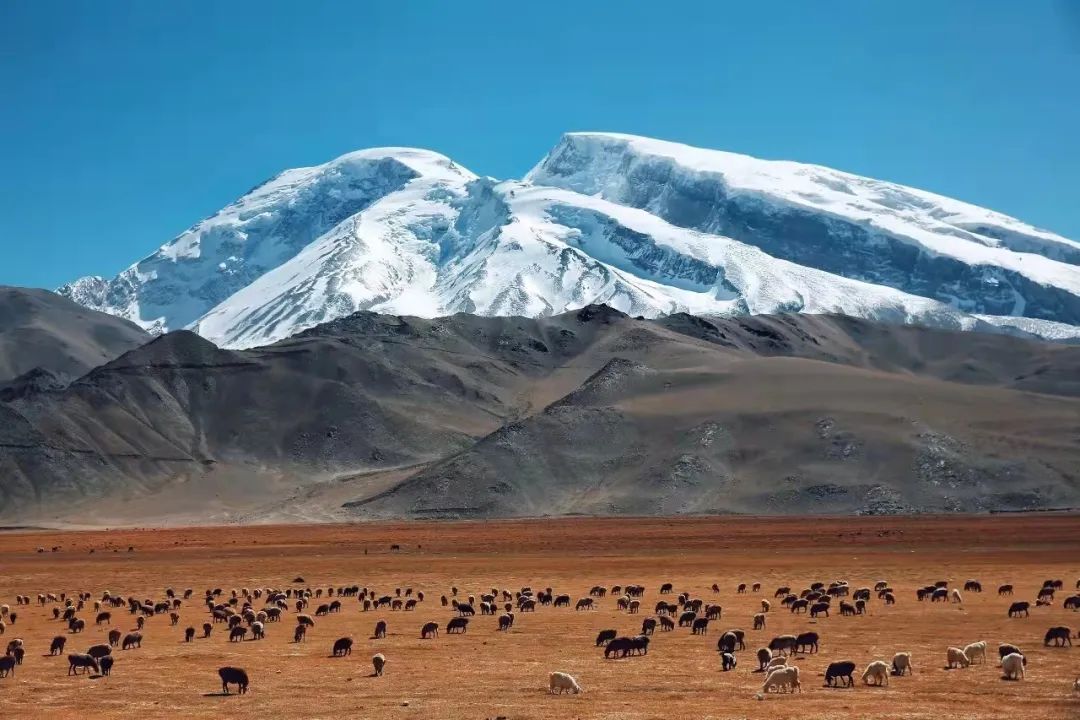 新线首发 | 慕士塔格转山, 不止雪山和冰川！ - 图2