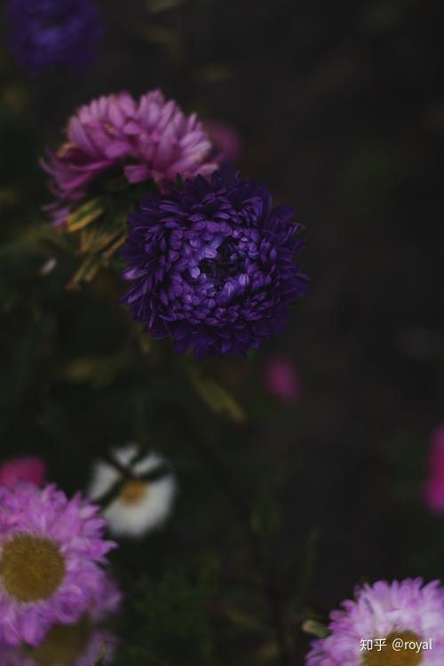 色彩的性格——紫色 Honorable but Melancholy - 图8