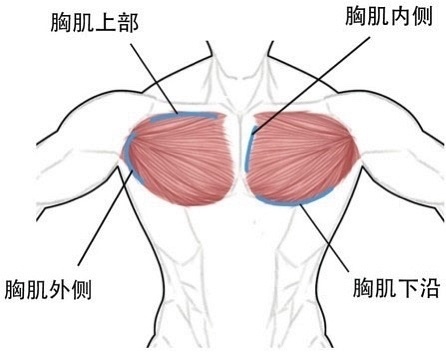 胸大肌 - 图1