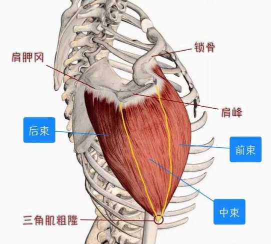 手臂居家训练-只要一根弹力带！ - 图4