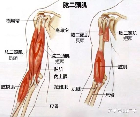 手臂居家训练-只要一根弹力带！ - 图2