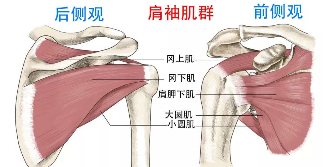 手臂居家训练-只要一根弹力带！ - 图5