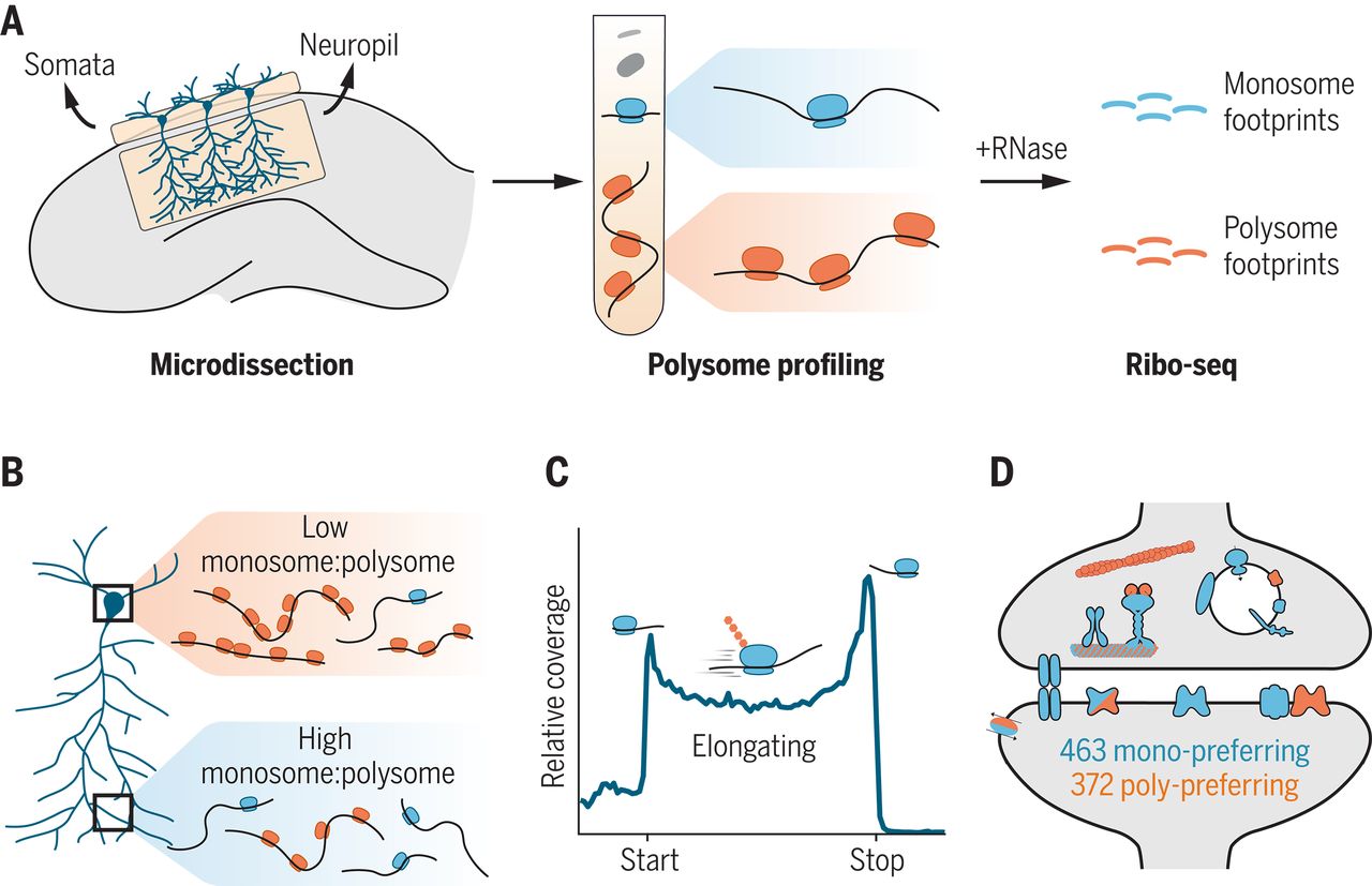 polysome profiling - 图2