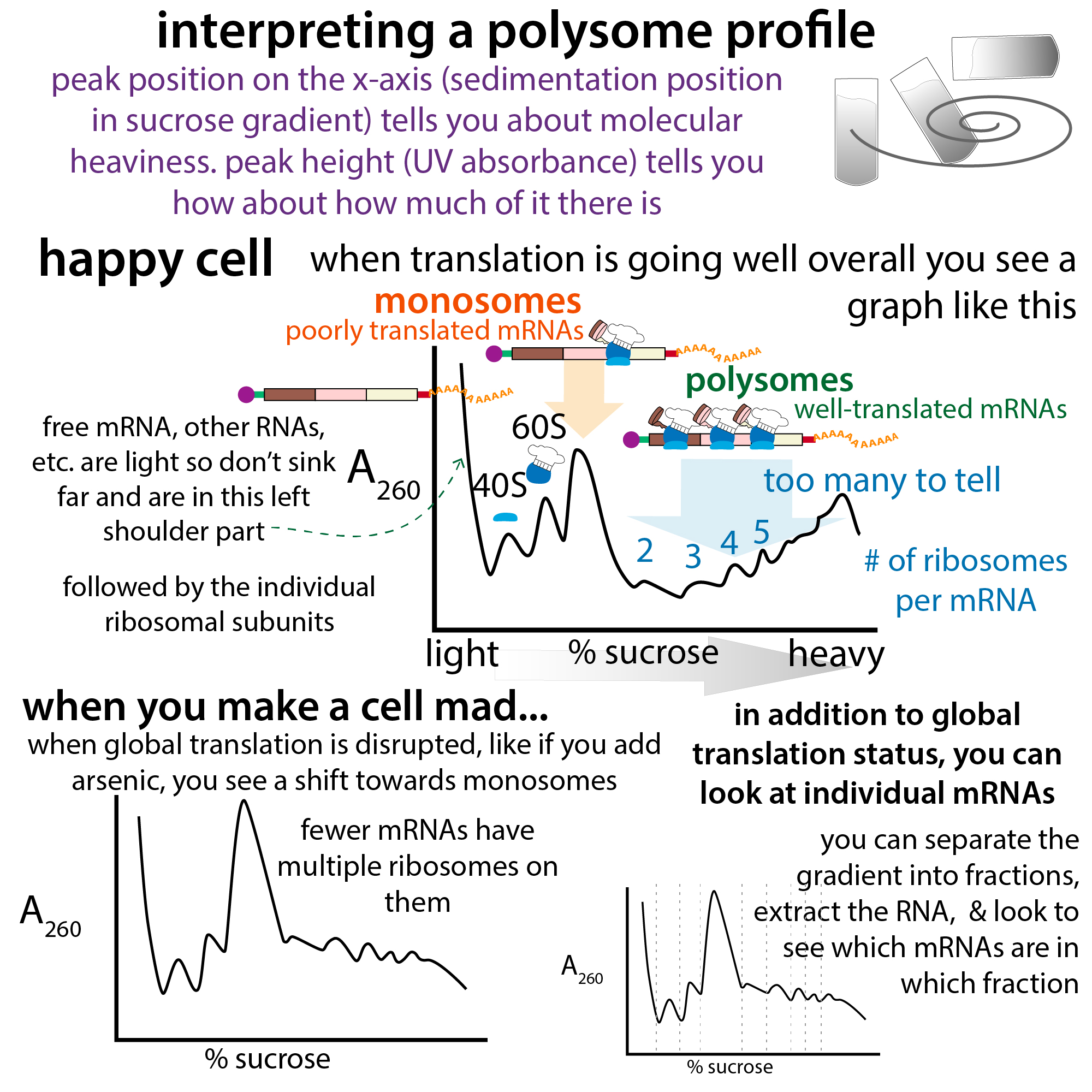 polysome profiling - 图1