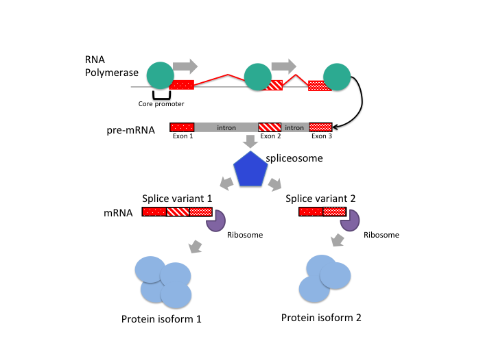 1.1 基因 DNA 和中心法则 - 图3