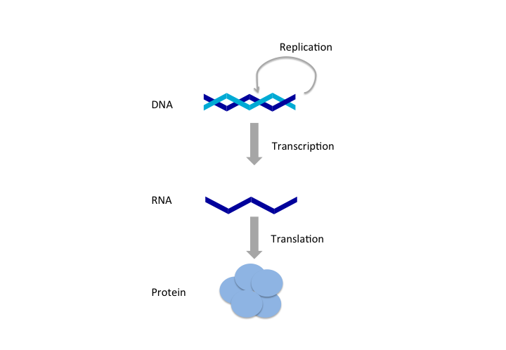 1.1 基因 DNA 和中心法则 - 图2