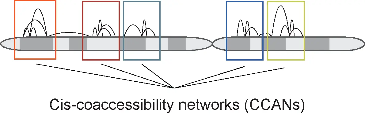 使用Cicero包进行单细胞ATAC-seq分析（二）：Constructing cis-regulatory networks - 图9