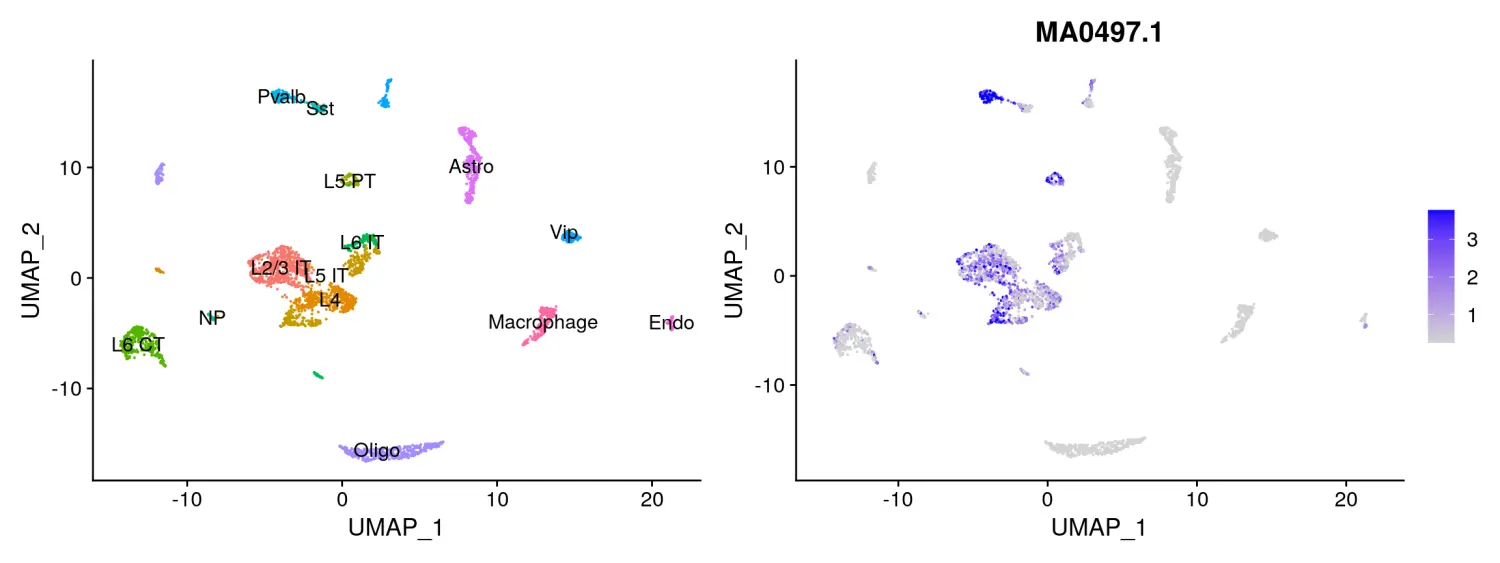 使用Signac包进行单细胞ATAC-seq数据分析（二）：Motif analysis with Signac - 图3