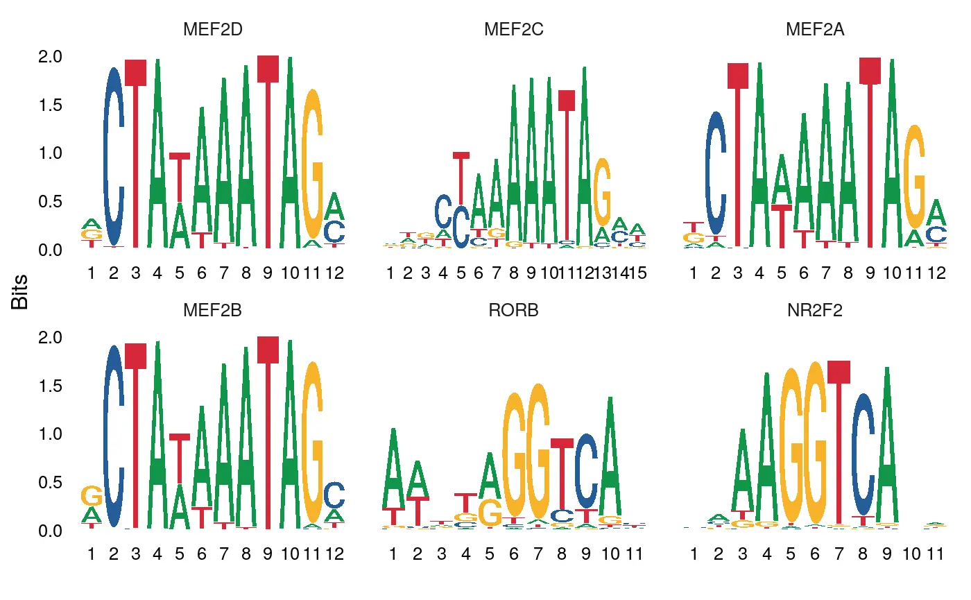 使用Signac包进行单细胞ATAC-seq数据分析（二）：Motif analysis with Signac - 图4