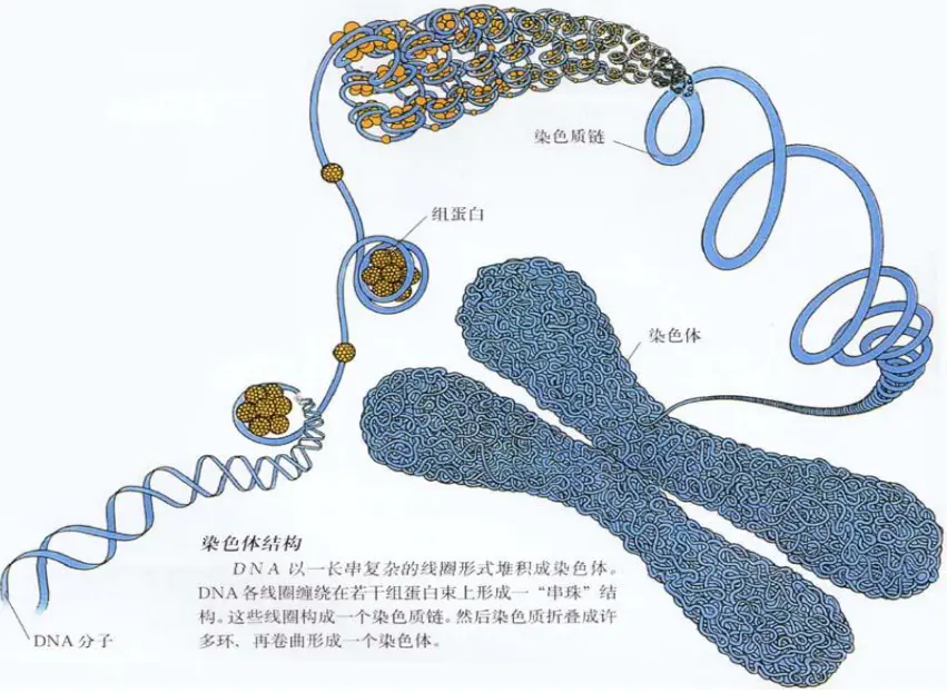 三维基因组技术（一）：简单介绍 - 图1