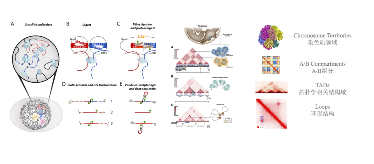 【三维基因组】浅谈三维基因组多组学联合-part1 - 图4