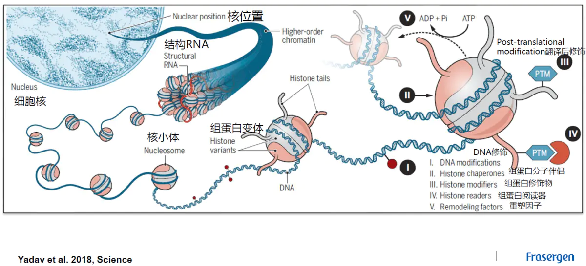 三维基因组技术（一）：简单介绍 - 图3