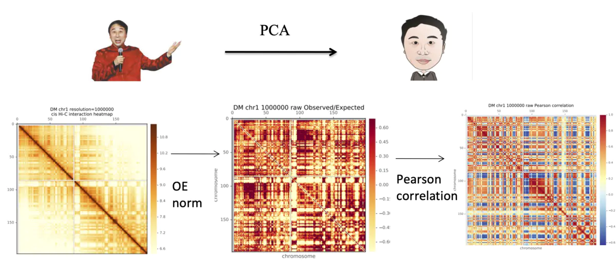 HiC数据分析-AB Compartment分析软件 - 图8