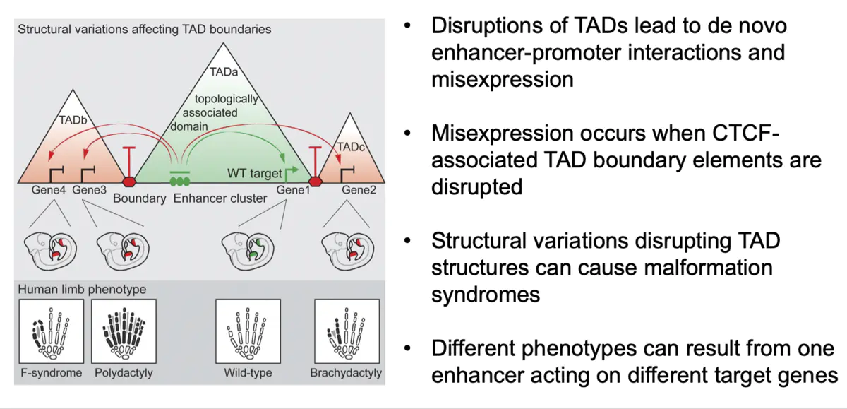 HiC数据分析-TAD分析软件—DI - 图2