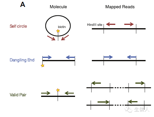 3D基因组之Hi-C简介（二） - 图2