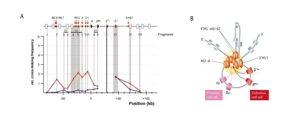 走向基因组3D世界 —染色体构想捕获技术3C(chromosome conformation capture) - 图3