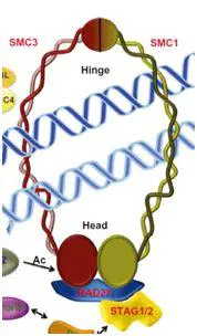 3D基因组简介 - 图4