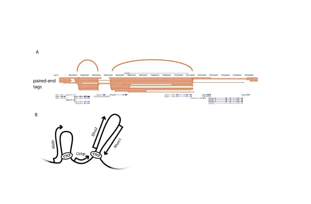 走向基因组3D世界 —染色体构想捕获技术3C(chromosome conformation capture) - 图6