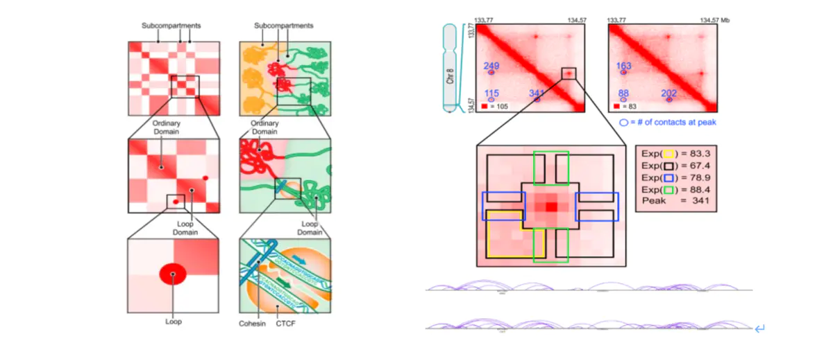 三维基因组学相关实验及分析简介 - 图21