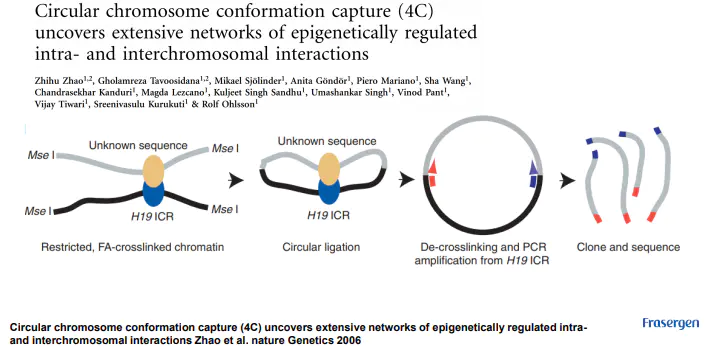 三维基因组技术（一）：简单介绍 - 图10