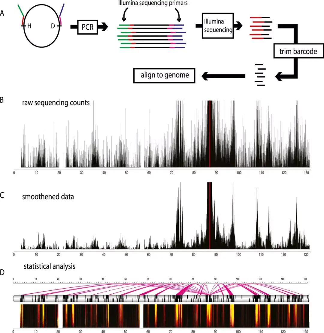 走向基因组3D世界 —染色体构想捕获技术3C(chromosome conformation capture) - 图4