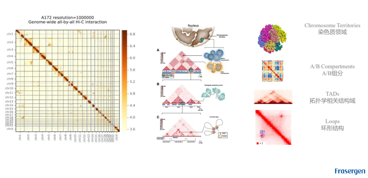 三维基因组技术（一）：简单介绍 - 图14
