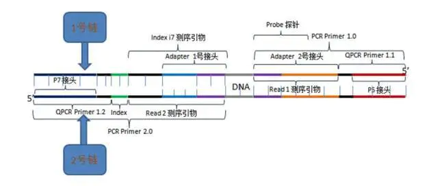 Hi-C文库数据质控及解读 - 图8