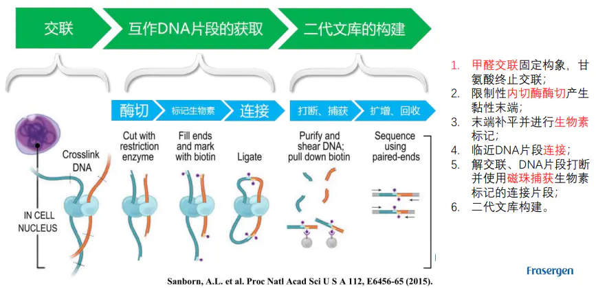 三维基因组技术（三）：Hi-C 数据比对及HiC-Pro的使用 - 图2