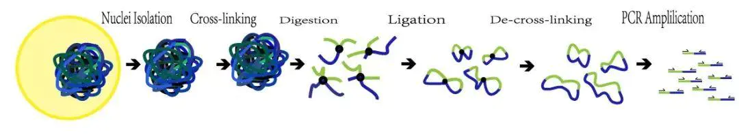 走向基因组3D世界 —染色体构想捕获技术3C(chromosome conformation capture) - 图1